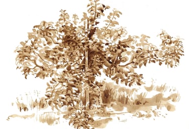 Dessin de paysage au lavis de brou de noix représentant un arbre. 