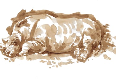 Dessin au lavis de brou de noix représentant un rhinocéros.