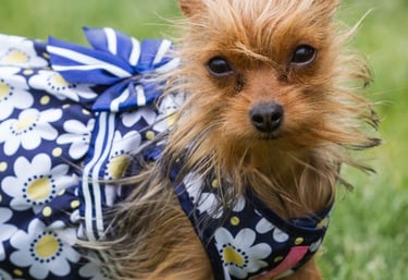 Un pequeño perro terrier desaliñado con un vestido azul estampado de margaritas está de pie