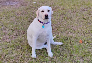 my dog Loni the yellow labrador