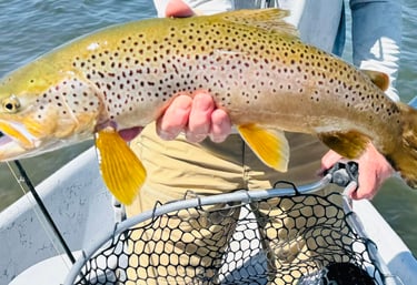 Miracle Mile Fly Fishing Guides