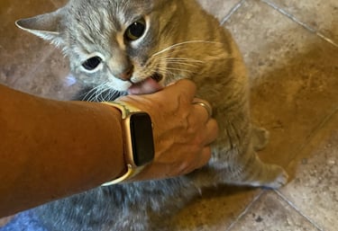 Chat qui lèche une main à la pension Un Rêve de Chat