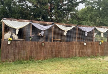 Chambres avec jardin de la pension pour chats Un Rêve de Chat