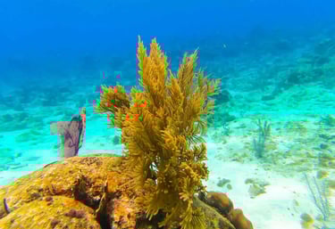 snorkel roatan island