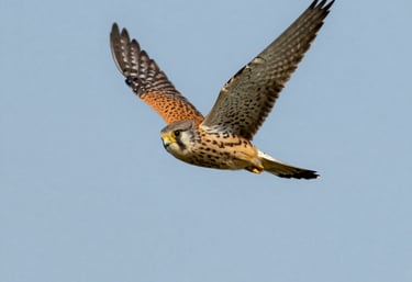 Kestrel flying over the Old Brickfield