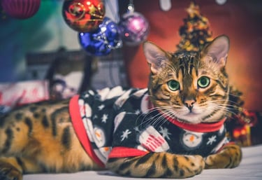Gatito casero con suéter navideño de temporada