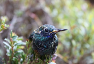 Metallura tyrianthina en Reserva Natural El Páramo, Guasca, Colombia