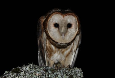 Tyto alba (lechuza de campanario) en Reserva Natural El Páramo, Guasca