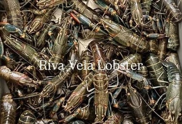 Transparansi stok lobster air tawar Riva Vela untuk kepastian suplai dan menu musiman