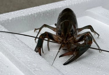 Premium Redclaw freshwater lobster Riva Vela for consistent Horeca and professional kitchen supply