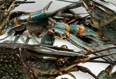 Premium Redclaw lobster from Riva Vela’s controlled cultivation showing healthy shell & optimal meat