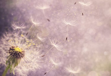 Dandelion seeds blowing in the wind against a soft purple bokeh background with golden sunlight.