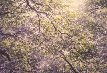 Dreamy low angle view of sun shining through green tree canopy with a purple haze.