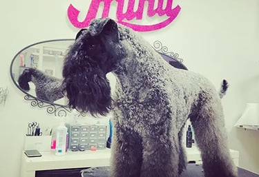 peluquera canina trabajando con perro en mesa de grooming