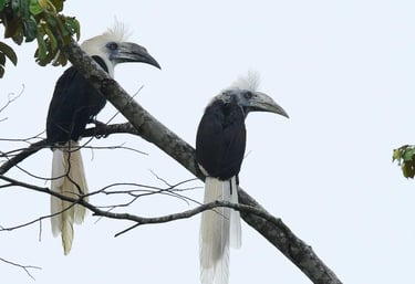Birds of Sumatra