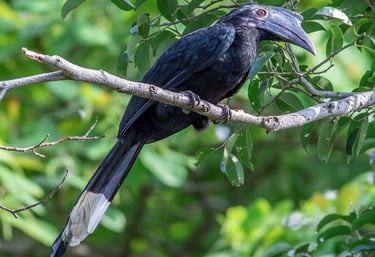 Birds of Sumatra