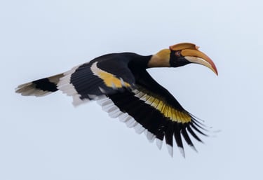 Birds of Sumatra