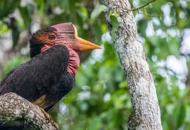 Birds of Sumatra