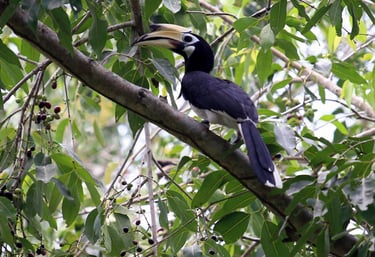 Birds of Sumatra