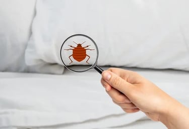 bed-bugs-management-service-modren-insect-killer
