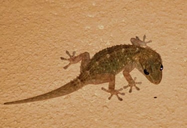 lizard-control-services-modern-pest-control