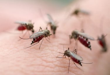 mosquitoes-management-service-modern-insect-killer
