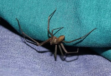 spider-control-modern-insect-killer