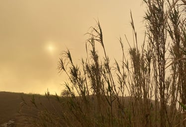 Sonnenuntergang in ocker hinter langen, trockenen Grashalmen