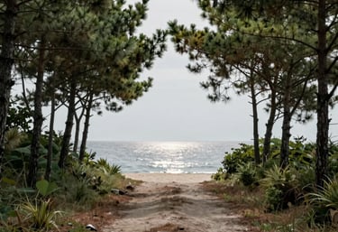 A path leading through a pine grove towards the sea, light grey sky, reflecting a steady journey toward a clear destination.