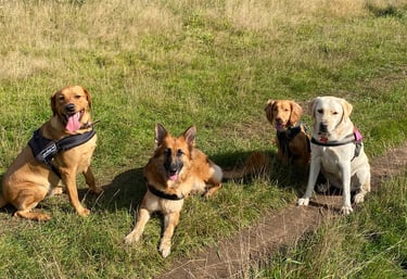 Group of four dogs — a Labrador, German Shepherd, and two gundog breeds — sitting calmly on a countryside field during a walk