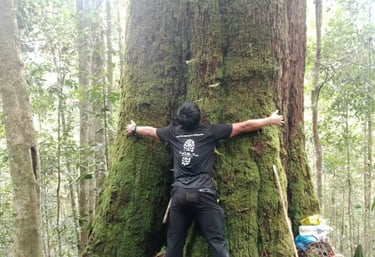 Local guide embracing a giant ancient rainforest tree during trekking experience in Borneo.