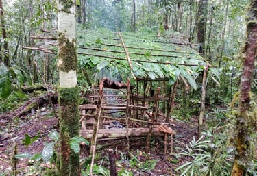 Jungle survival camp in Borneo. rainforest featuring a traditional shelter made from forest material