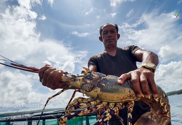 Fresh catch lobster in Masbate Lagoon