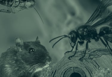 Eradication nuisibles