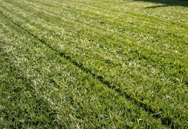A vibrant, manicured lawn in a North American / US residential area, showing clean mowing lines and healthy pale green grass under morning sunlight.