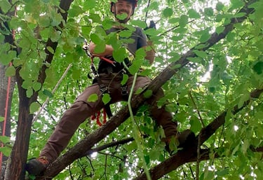 Franta Dřevař při práci v koruně stromu