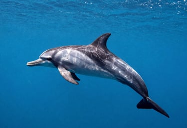 A serene moment of a small group floating quietly among wild dolphins under a bright sunny sky.