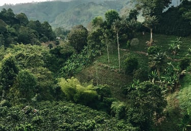Lush green coffee plantation and tropical trees on a misty hillside landscape under a cloudy sky.