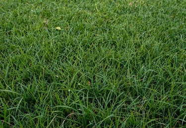 A lush, vibrant green residential lawn in North America, with clean dew drops on the grass, symbolizing environmental health and care.