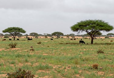 Local farmers tending to drought-resistant crops under a bright blue sky in Kenya's arid lands.