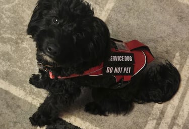 A black cockapoo wearing a red service dog vest.