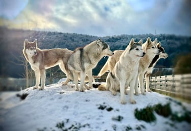 Ein Huskyrudel der Huskyzucht of Snow Wolf Valley in Dietfurt in Bayern entspannt im Schnee
