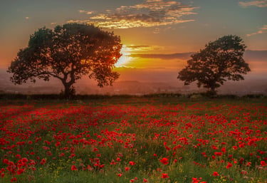 Coucher de soleil sur un champ de coquelicots évoquant la détente et le bien-être en sophrologie