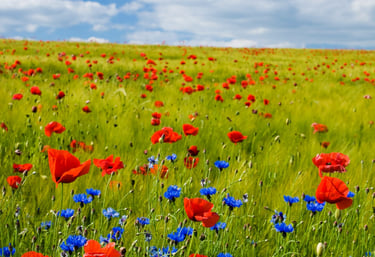 Champ de fleurs sauvages coquelicots et bleuets symbolisant la sérénité et l'équilibre
