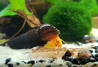 Exotic orange rabbit snail raised in high-mineral environment for shell health and high color