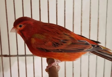 canario agata rojo intenso