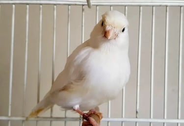 canario blanco rescesivo