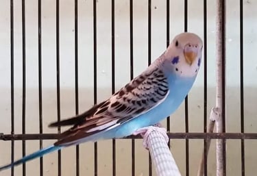 cotorrita australiana