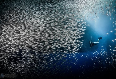 Diver in shoal of fish in Moalboal photo by Adam Beard