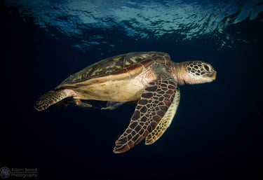 Turtle underwater photo by Adam Beard